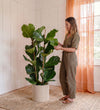 Fiddle-leaf Fig