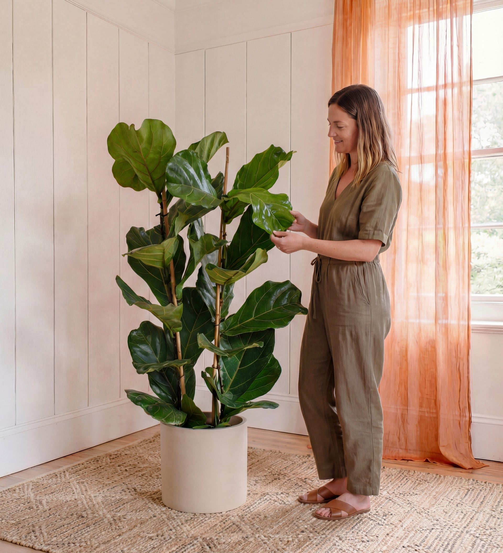 fiddle leaf fig tree uk Fiddle-leaf Fig