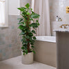 Devil's Ivy on Moss Pole