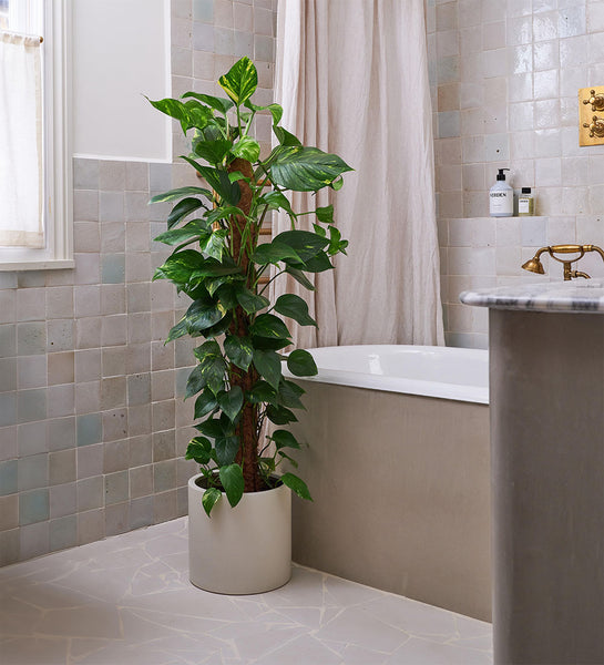 140624Beards_and_Daises_12.6.