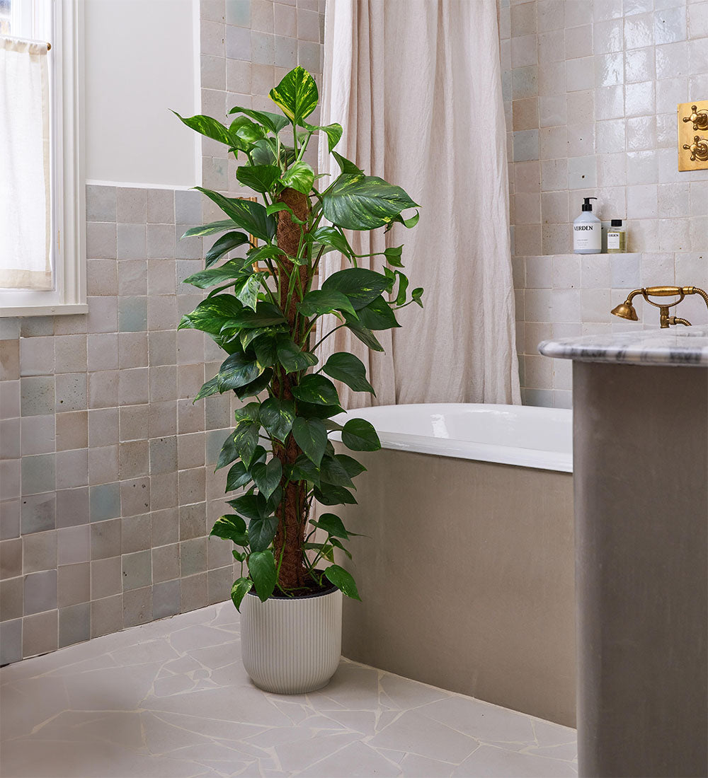 Granite Air Purifying Bundle