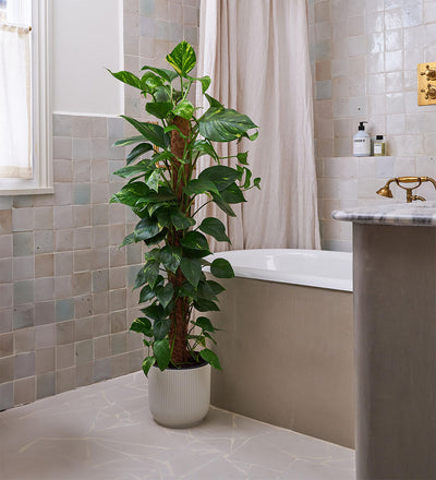 Granite Air Purifying Bundle