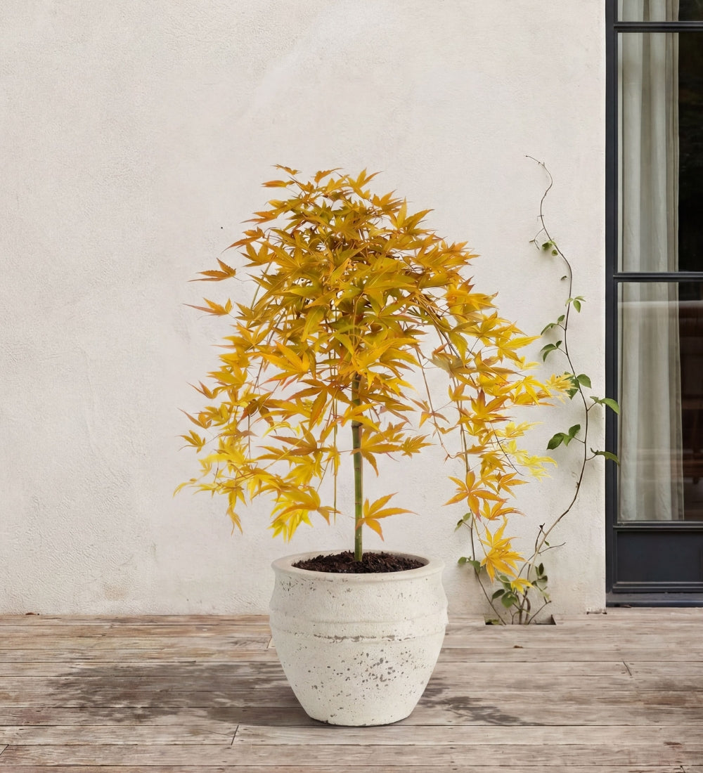 Acer cascade gold