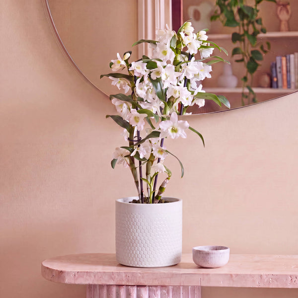 Cool Grey Capri Pot 14cm