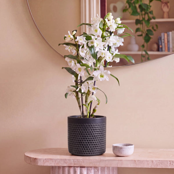 Granite Capri Pot 14cm