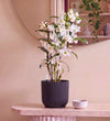 Bamboo Orchid White in Self-watering Pot