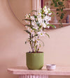 Bamboo Orchid White in Self-watering Pot