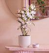 Bamboo Orchid White in Self-watering Pot