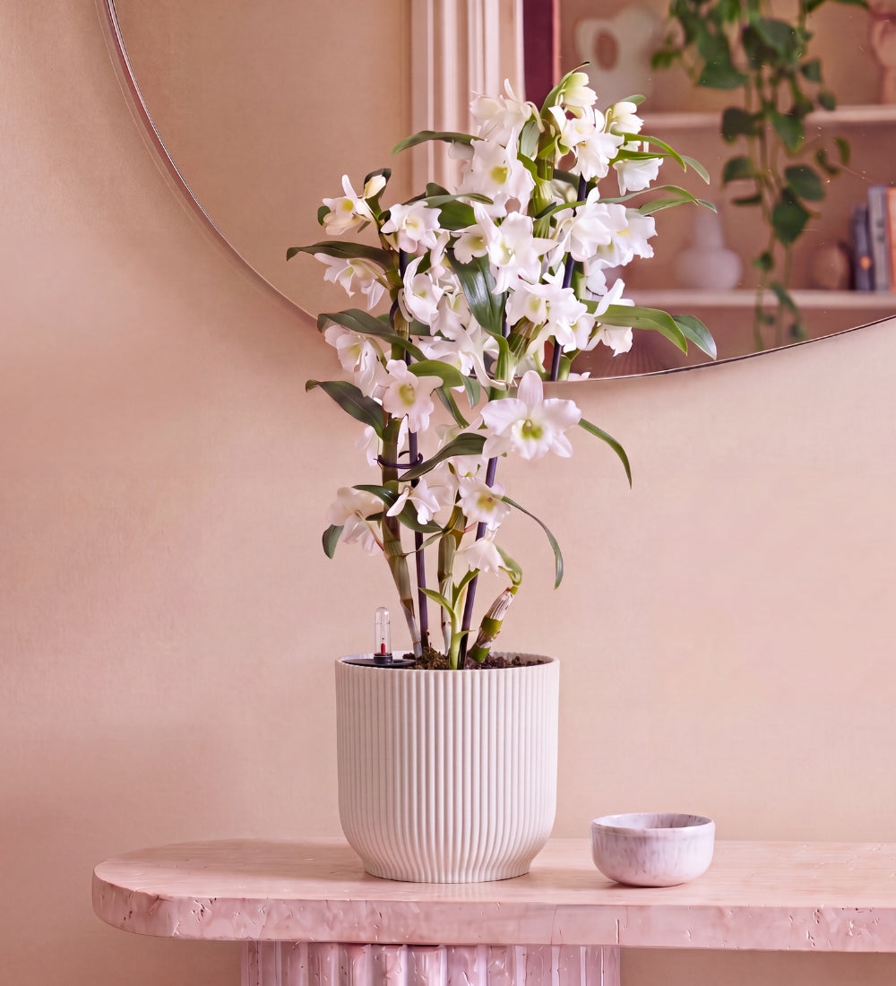 Bamboo Orchid White in Self-watering Pot