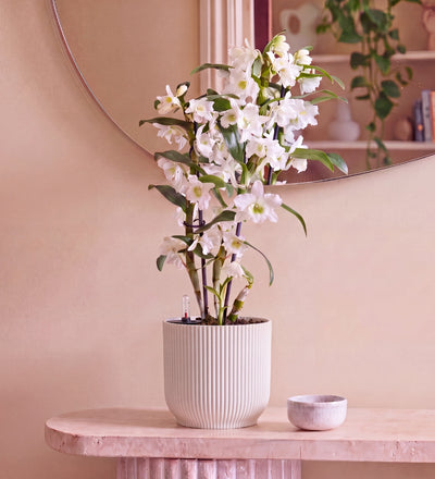 Bamboo Orchid White in Self-watering Pot