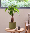 Money Tree in Self-watering Pot