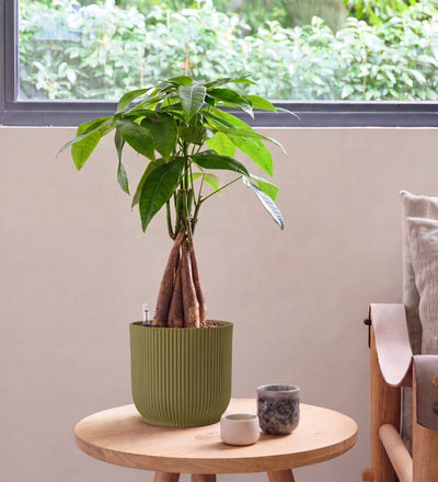 Money Tree in Self-watering Pot