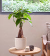 Money Tree in Self-watering Pot