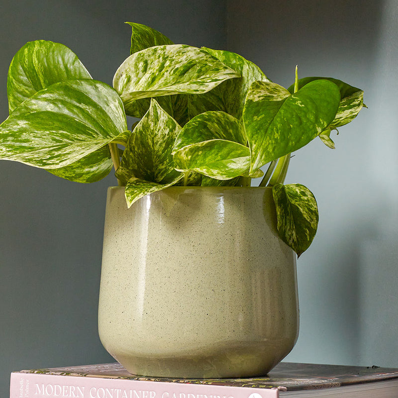 Kiwi Gloss Pot 14cm