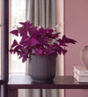 Oxalis in Self-watering Pot