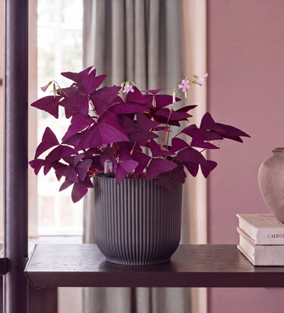 Oxalis in Self-watering Pot