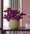 Oxalis in Self-watering Pot