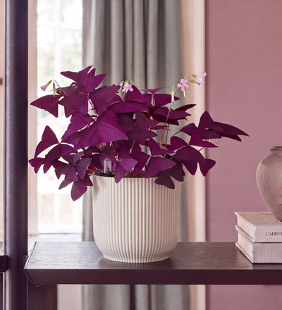 Oxalis in Self-watering Pot