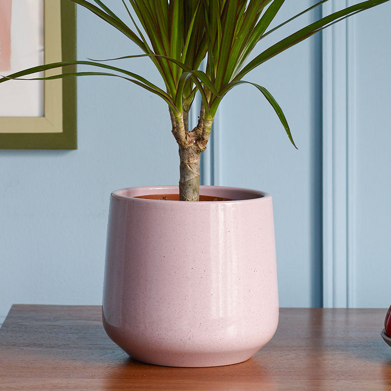Rosa Gloss Pot 14cm