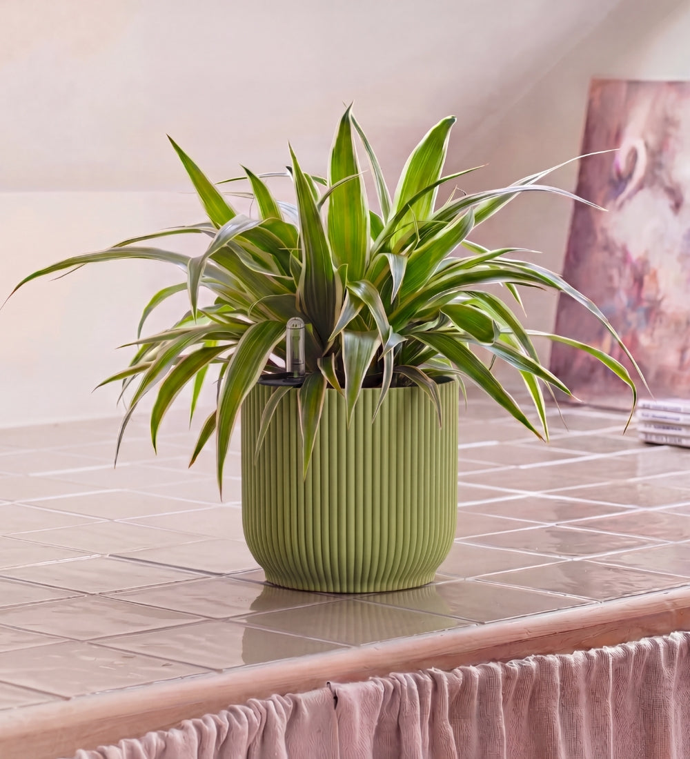 Spider Plant in Self-watering Pot