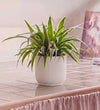 Spider Plant in Self-watering Pot