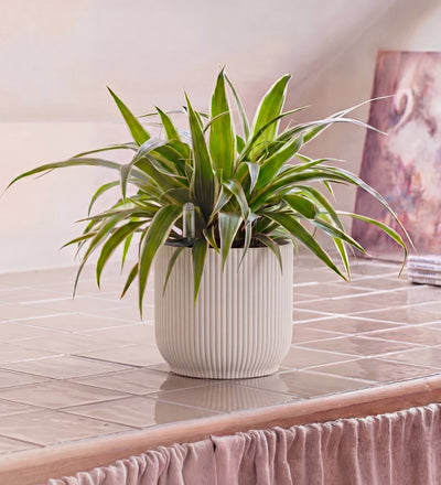 Spider Plant in Self-watering Pot