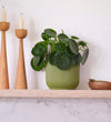 Chinese Money Plant in Self-watering Pot