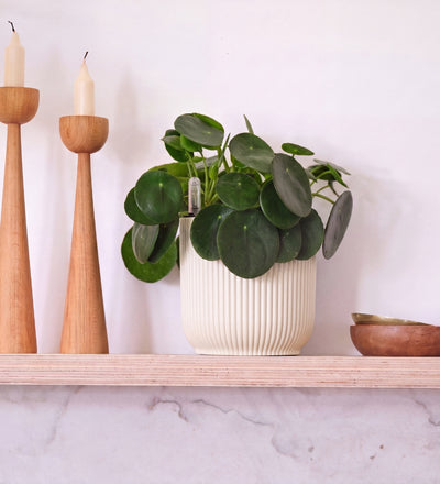 Chinese Money Plant in Self-watering Pot