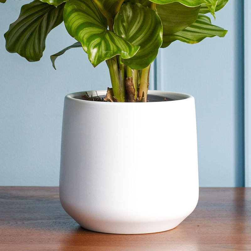 White Matte Pot 14cm