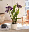 Scented Orchid & Pot