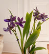 Scented Orchid & Pot