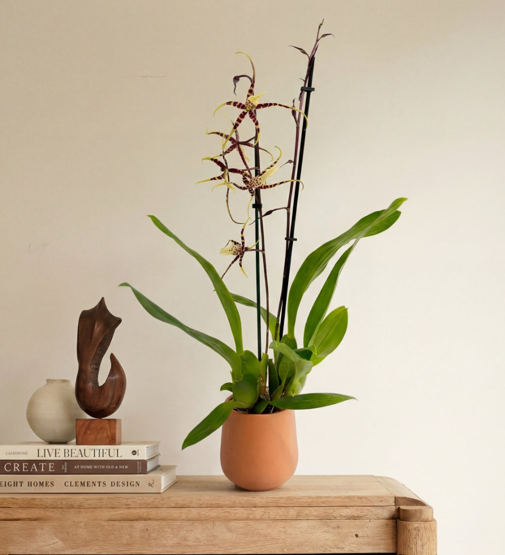 Scented Orchid & Pot