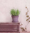 English Lavender Pair