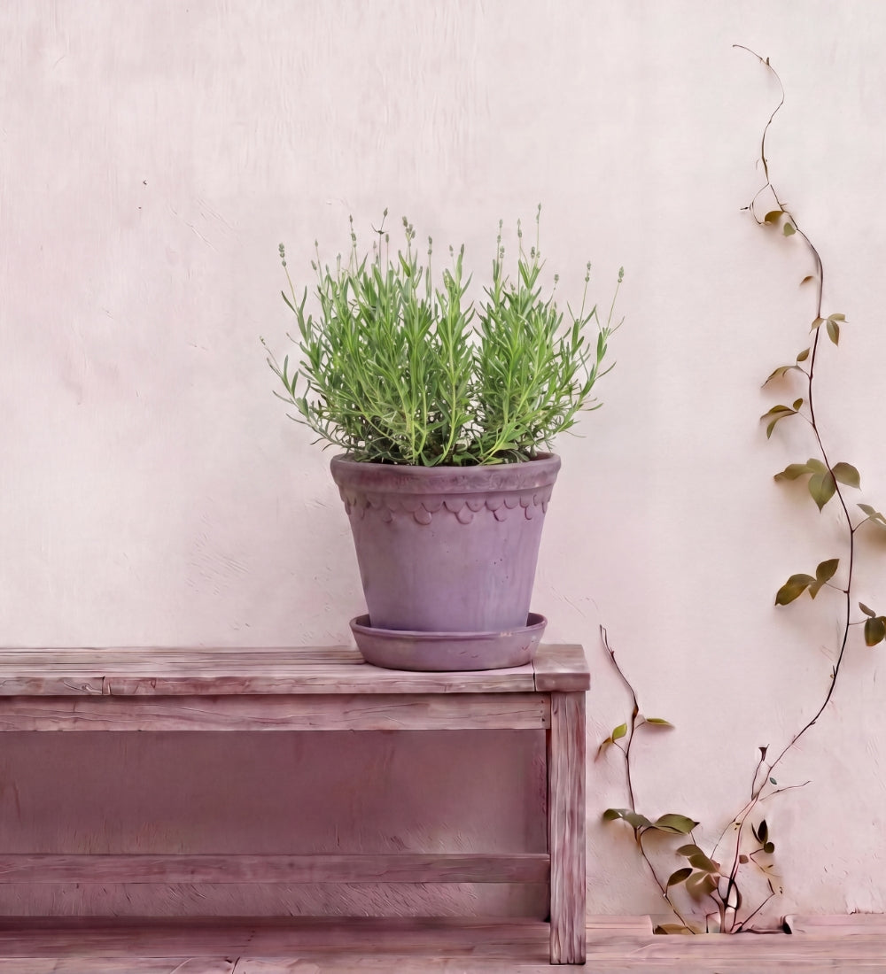 English Lavender Pair