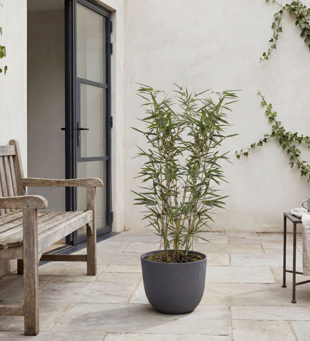 Small Bamboo Pair