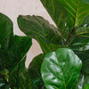 Artificial Fiddle-leaf Fig Tree