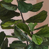 Artificial Fiddle-leaf Fig Tree