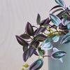 Artificial Tradescantia