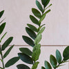 Artificial ZZ Plant