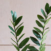 Artificial ZZ Plant (Tall)