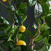 Artificial Lemon Tree