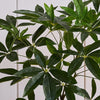 Artificial Pachira (Twisted Stem)