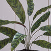 Artificial Calathea Lancifolia