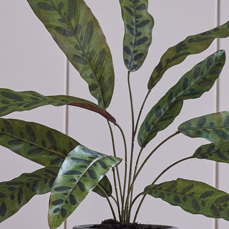 Artificial Calathea Lancifolia
