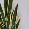 Artificial Snake Plant