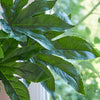 Artificial Fatsia Japonica