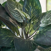 Artificial Pothos