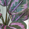 Artificial Rose Painted Calathea