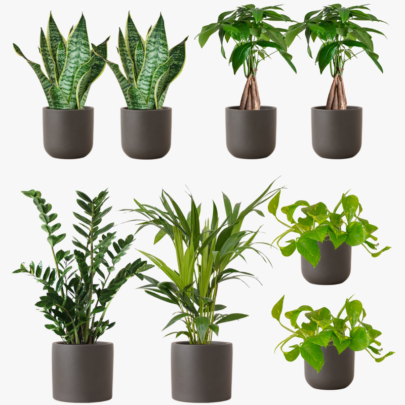 Graphite Earthenware Desktop Bundle