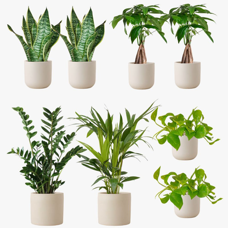 Oyster Earthenware Desktop Bundle